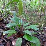 Danaea simplicifolia ശീലം