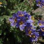 Polemonium chartaceum