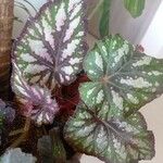 Begonia chlorosticta 葉