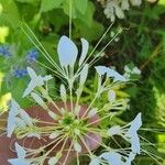 Cleome speciosa Кветка