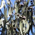 Eucalyptus nitens ഇല