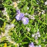 Salvia jordanii Blatt