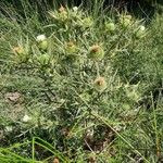 Cirsium ferox Характер