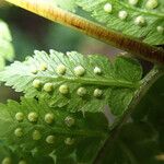 Dryopteris pentheri Blatt
