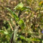 Commelina forskaolii Lapas