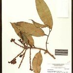 Eschweilera rhododendrifolia Fruto