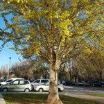 Populus balsamifera Bark