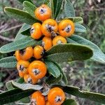 Pyracantha angustifolia Ffrwyth