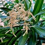 Dracaena angustifolia Цвят