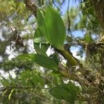 Dendrobium macrophyllum Habit