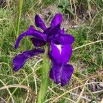 Iris latifolia Fleur