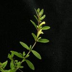 Clinopodium nepalense