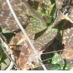 Aloe maculata Leaf