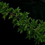 Sageretia thea Habit