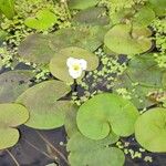 Hydrocharis morsus-ranae Flower