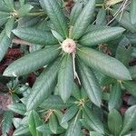 Rhododendron degronianum Blatt