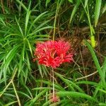 Hibiscus schizopetalus Cvet