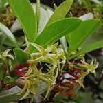 Daphne pontica Flor