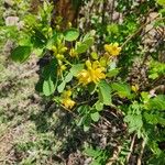 Senna bicapsularis Kwiat