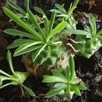 Euphorbia bupleurifolia Leaf