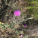 Cirsium texanum Virág