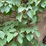 Actinidia arguta Fuelha