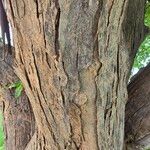 Pterocarpus rotundifolius Bark