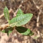 Vernonia polyantha Leaf