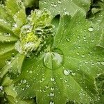 Alchemilla vulgaris Blad