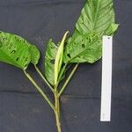 Philodendron inaequilaterum 其他