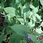 Strobilanthes pentastemonoides Ліст