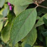 Callicarpa americana Leaf