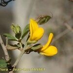 Cytisus tribracteolatus Květ