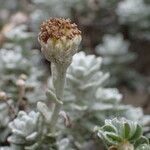 Achillea maritima Frukt