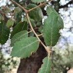 Quercus ilex Leaf