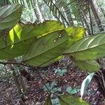 Cordia sprucei Leaf