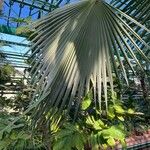 Washingtonia robusta Blad