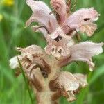 Orobanche caryophyllacea Flor