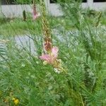 Onobrychis arenaria Flower