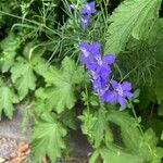 Delphinium ajacisFlower