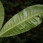 Hebepetalum humiriifolium List