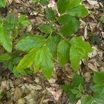 Vaccinium arctostaphylos Leaf