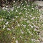 Cakile maritima 花