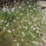 Cakile maritima Flower