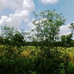 Conium maculatum Habit