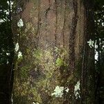 Pouteria cayennensis Kabuk