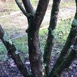 Viburnum lentago പുറംതൊലി