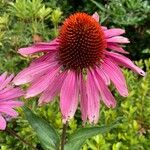 Echinacea purpureaBlüte