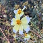 Bidens aurea 花