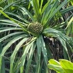 Pandanus tectorius Frucht